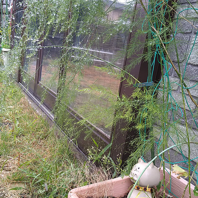 ameamekaasanさんの実例写真