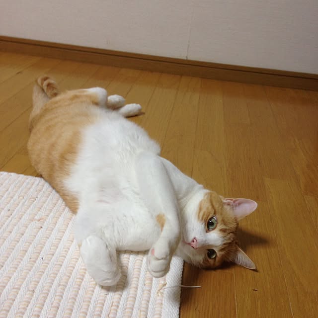 Kinanさんの実例写真