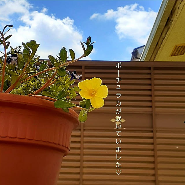 suzuさんの実例写真