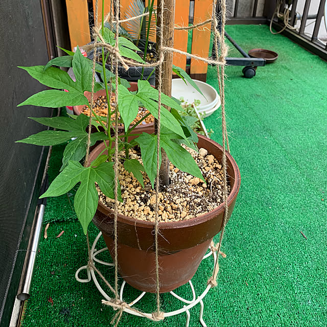 sakuranboさんの実例写真