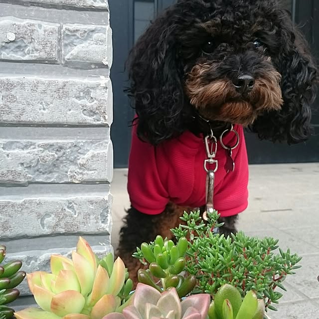 POOTAさんの実例写真