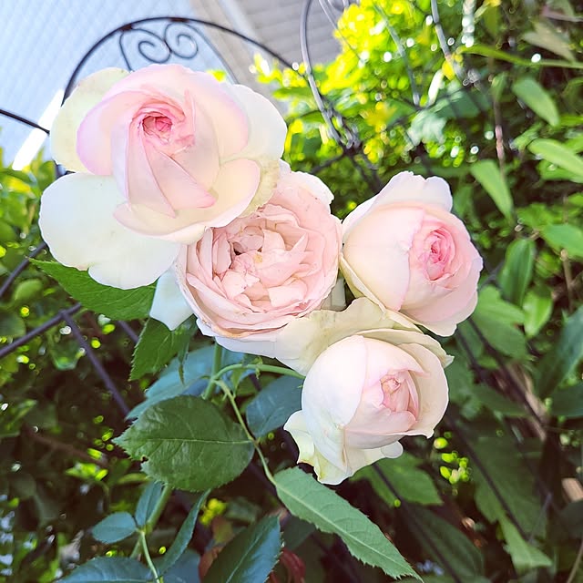 mimi828さんの実例写真
