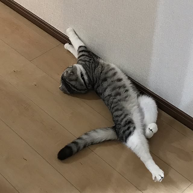 Dahliaさんの実例写真