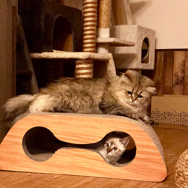 butachanさんの実例写真