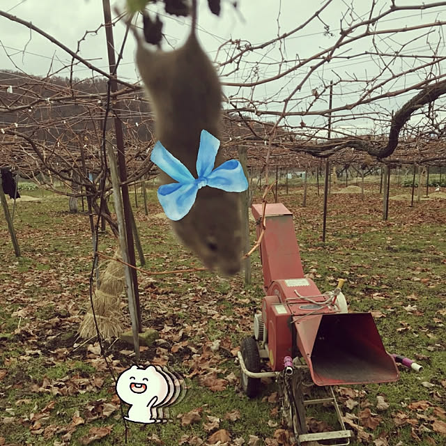 cherrycherryさんの実例写真