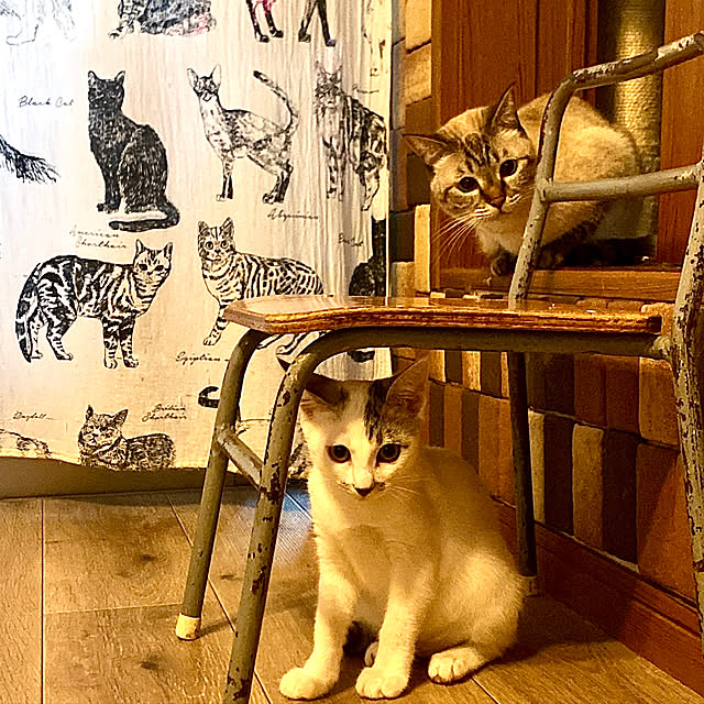 butachanさんの実例写真