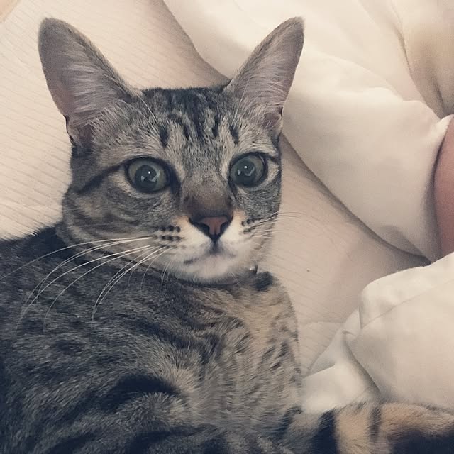 sayasさんの実例写真