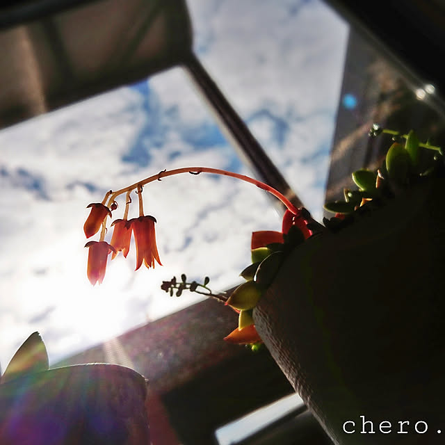 chero.さんの実例写真