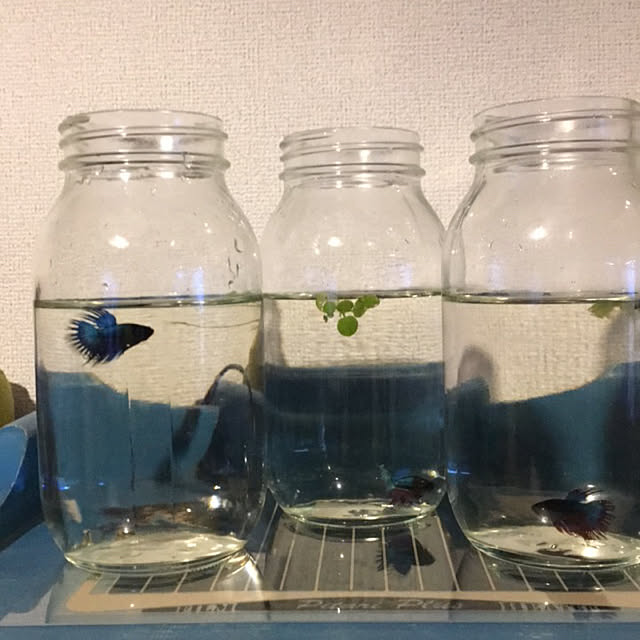 tetra163さんの実例写真