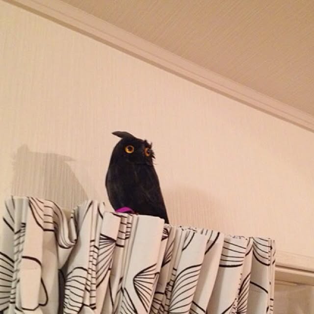dicekbeetleさんの実例写真