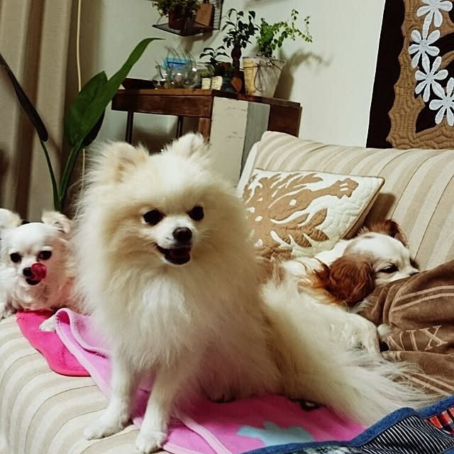 yukaさんの実例写真
