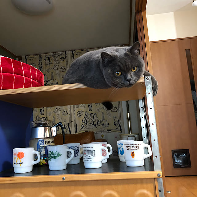 Shojiさんの実例写真