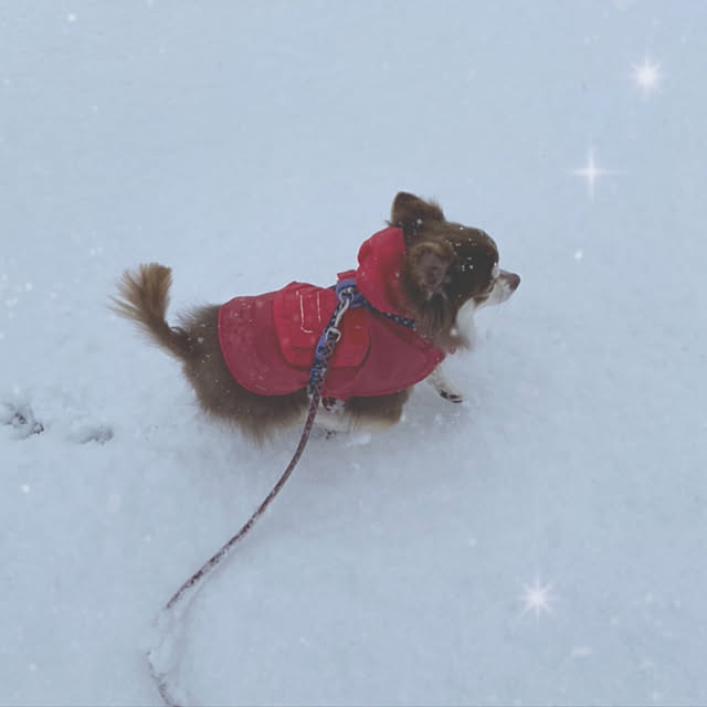 chIoeさんの実例写真