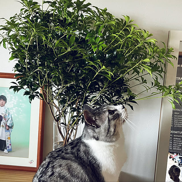 yucciさんの実例写真