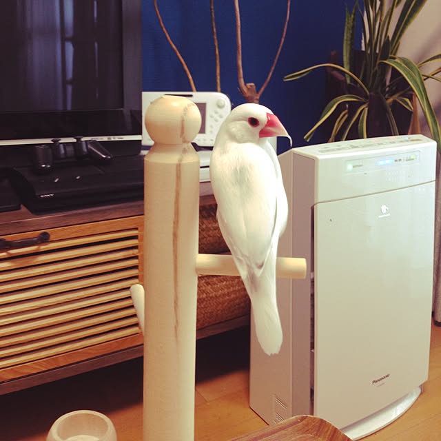 chiyaさんの実例写真