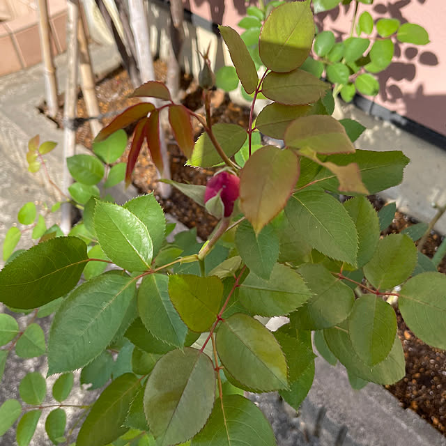 kakoさんの実例写真