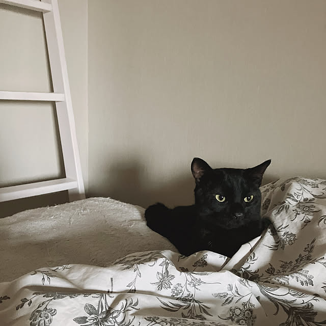 nekomiさんの実例写真
