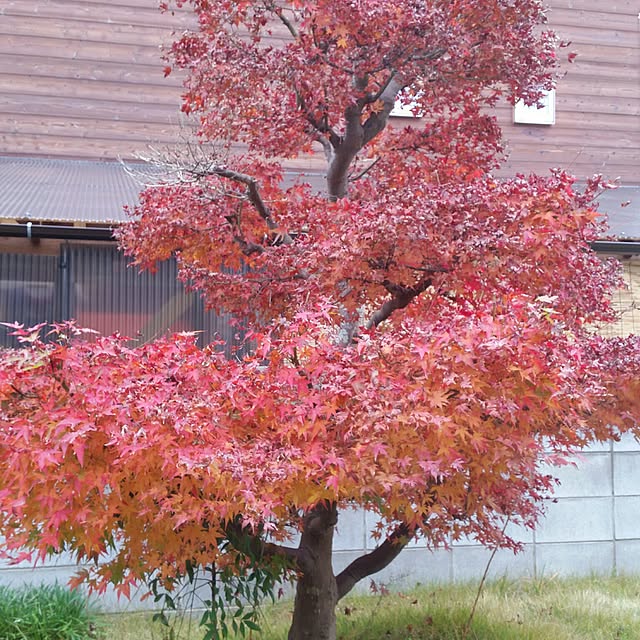 sun-sun.helloさんの実例写真