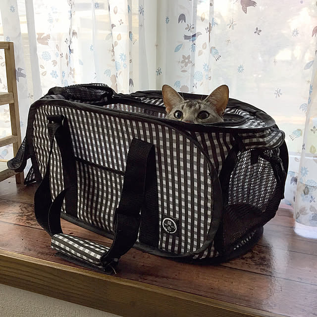 kotoriさんの実例写真