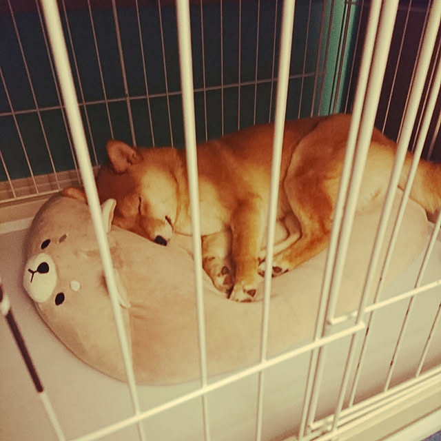 chiriさんの実例写真