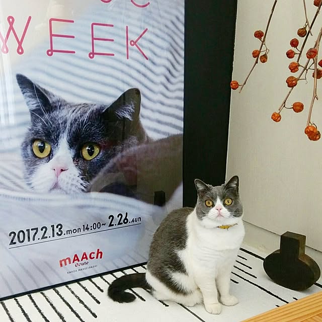 mohayaeteさんの実例写真