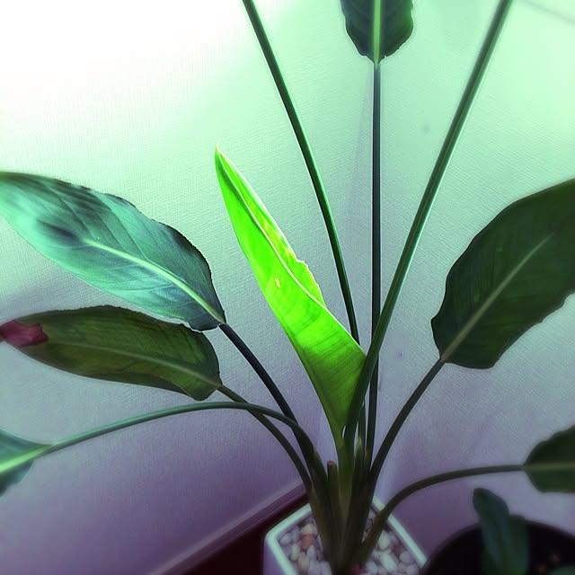 Megu5319さんの実例写真