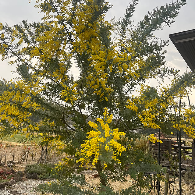 hatoyu-mamaさんの実例写真