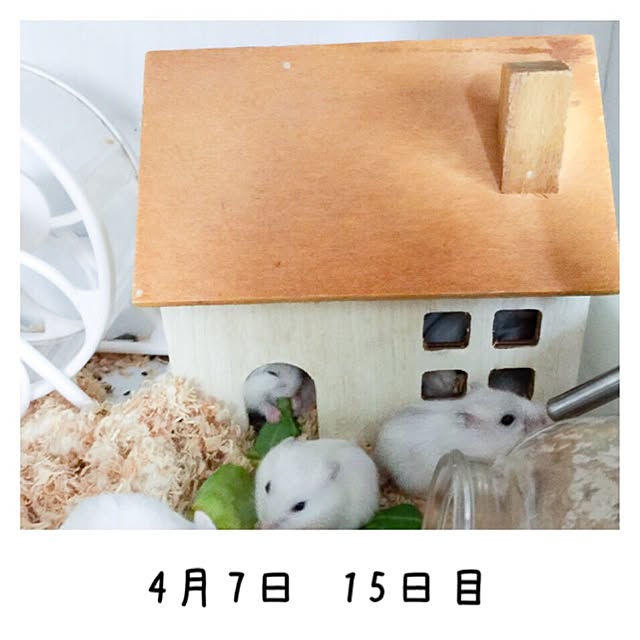 Yukoさんの実例写真