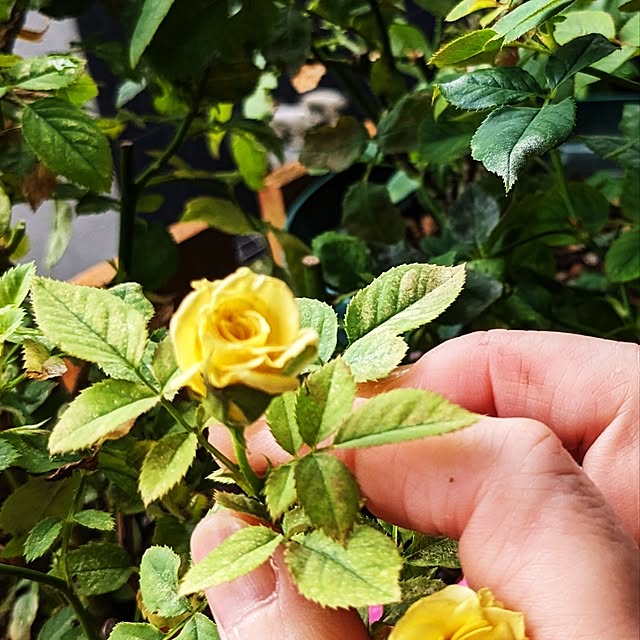 実例写真