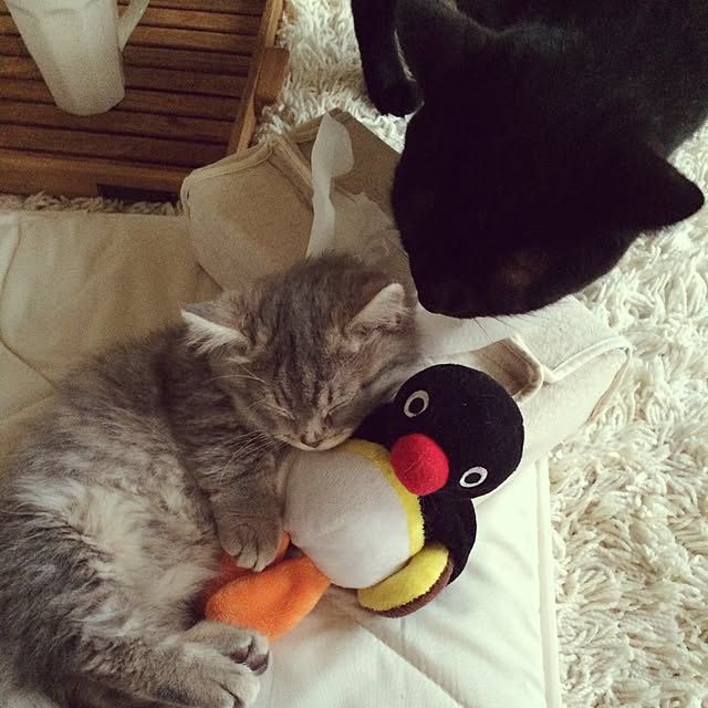 chadoさんの実例写真