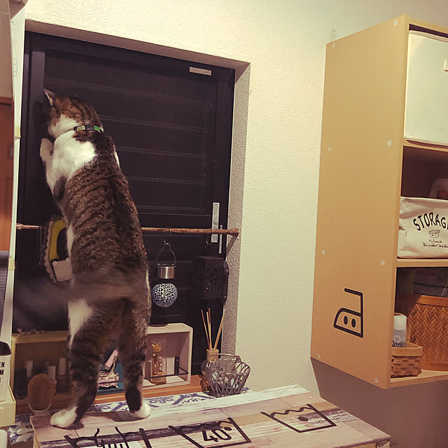 jijiさんの実例写真