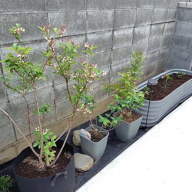 ayan-green.さんの実例写真