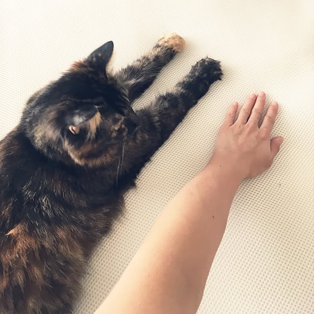 mikomaruさんの実例写真