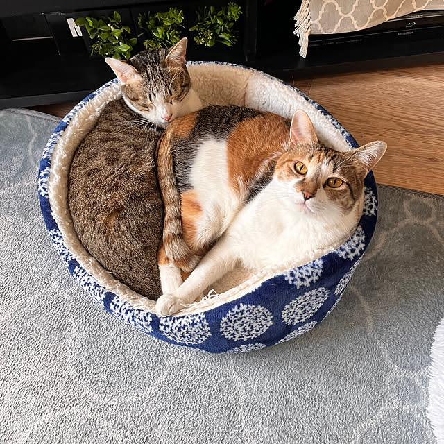 mayumiさんの実例写真