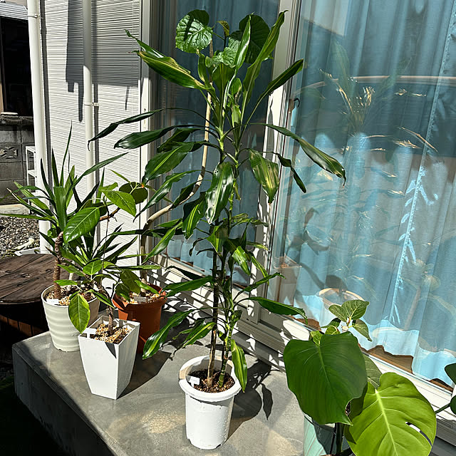 misoさんの実例写真