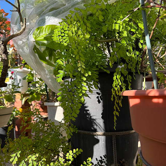 Aqettyさんの実例写真