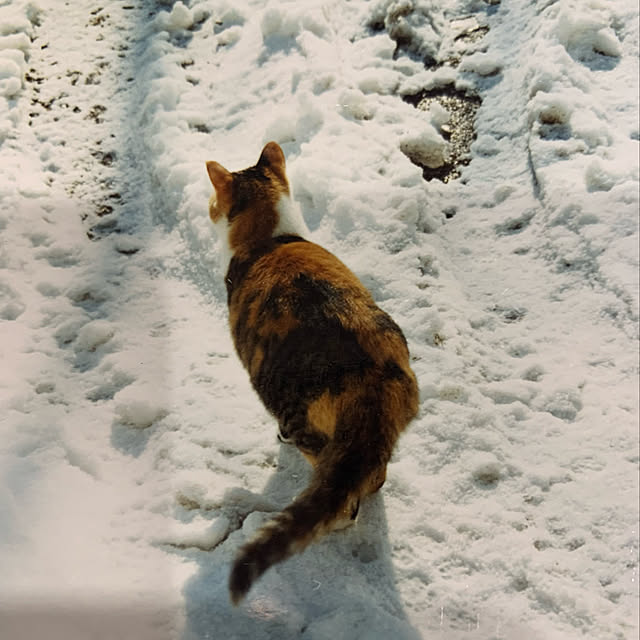 mikeume7さんの実例写真