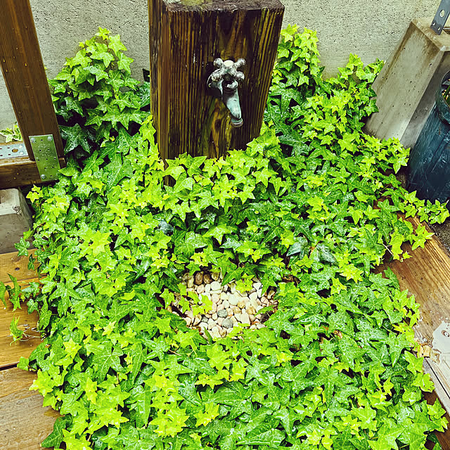 seiseiさんの実例写真