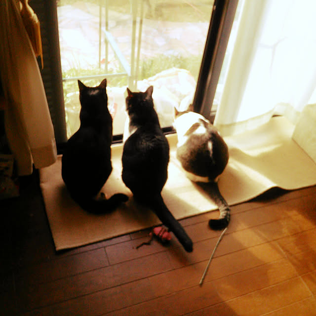 Tomopさんの実例写真