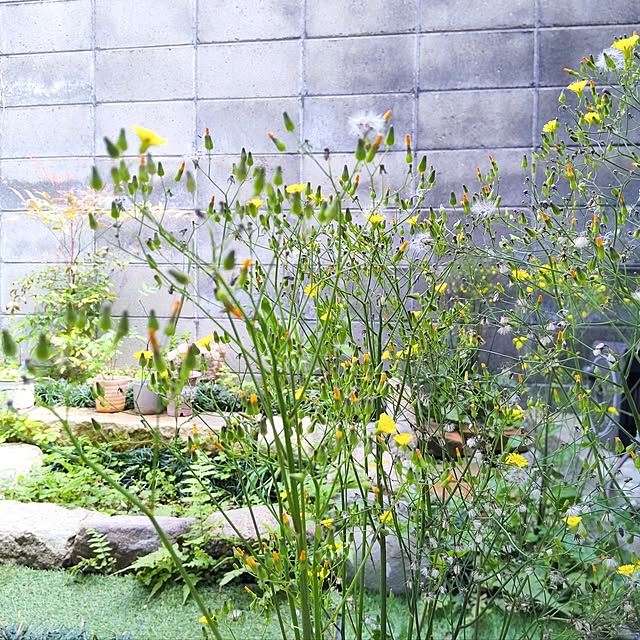 faunさんの部屋