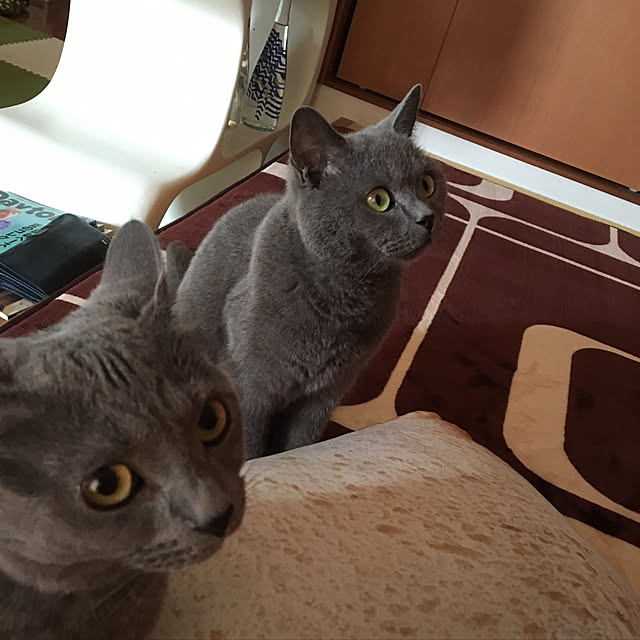ikettenさんの実例写真