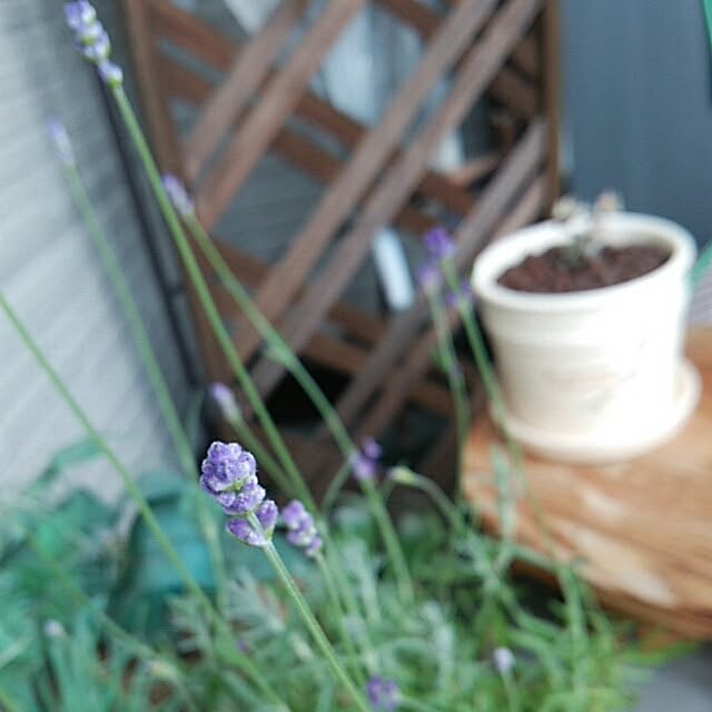 Chomeakiさんの実例写真