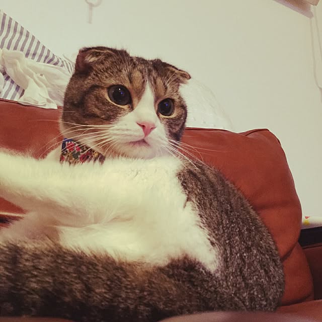 Akariさんの実例写真