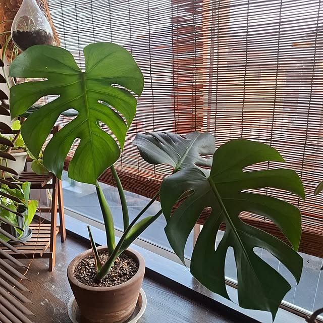 midoriさんの実例写真