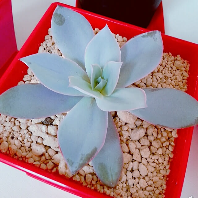 potetoさんの実例写真