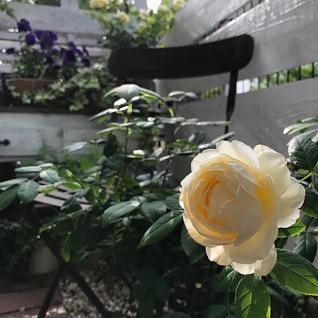 sakuさんの実例写真