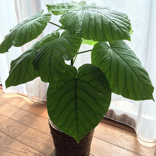 moanaさんの実例写真