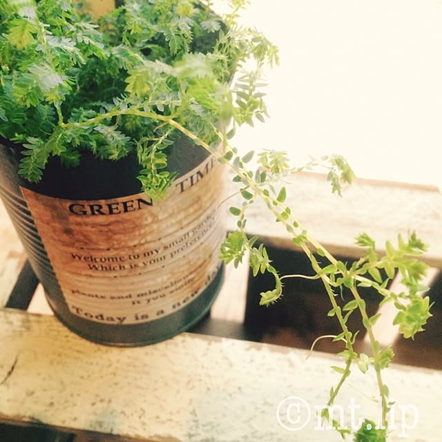 壁/天井/RC群馬/NO GREEN NO LIFE/賃貸/ハンドメイド...などのインテリア実例 - 2015-08-25 11:17:59