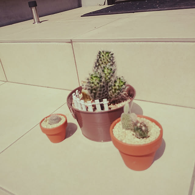 玄関/入り口/観葉植物のインテリア実例 - 2019-04-05 10:29:03