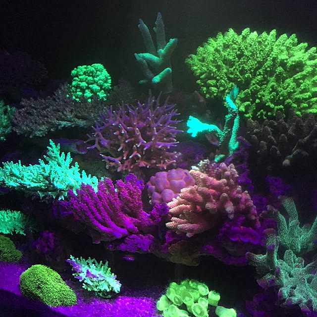 aquarium_seaさんの実例写真